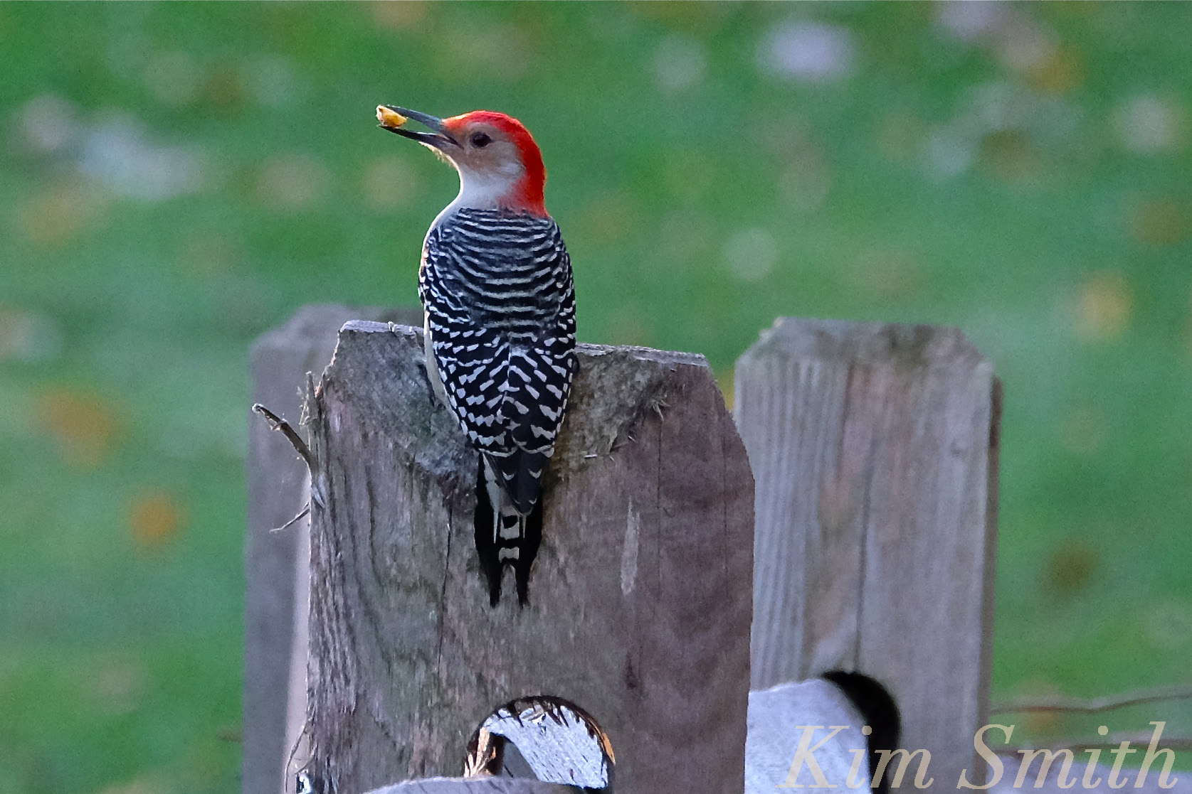 Update from Beaver Pond A Wonderful World of Woodpeckers! Kim Smith
