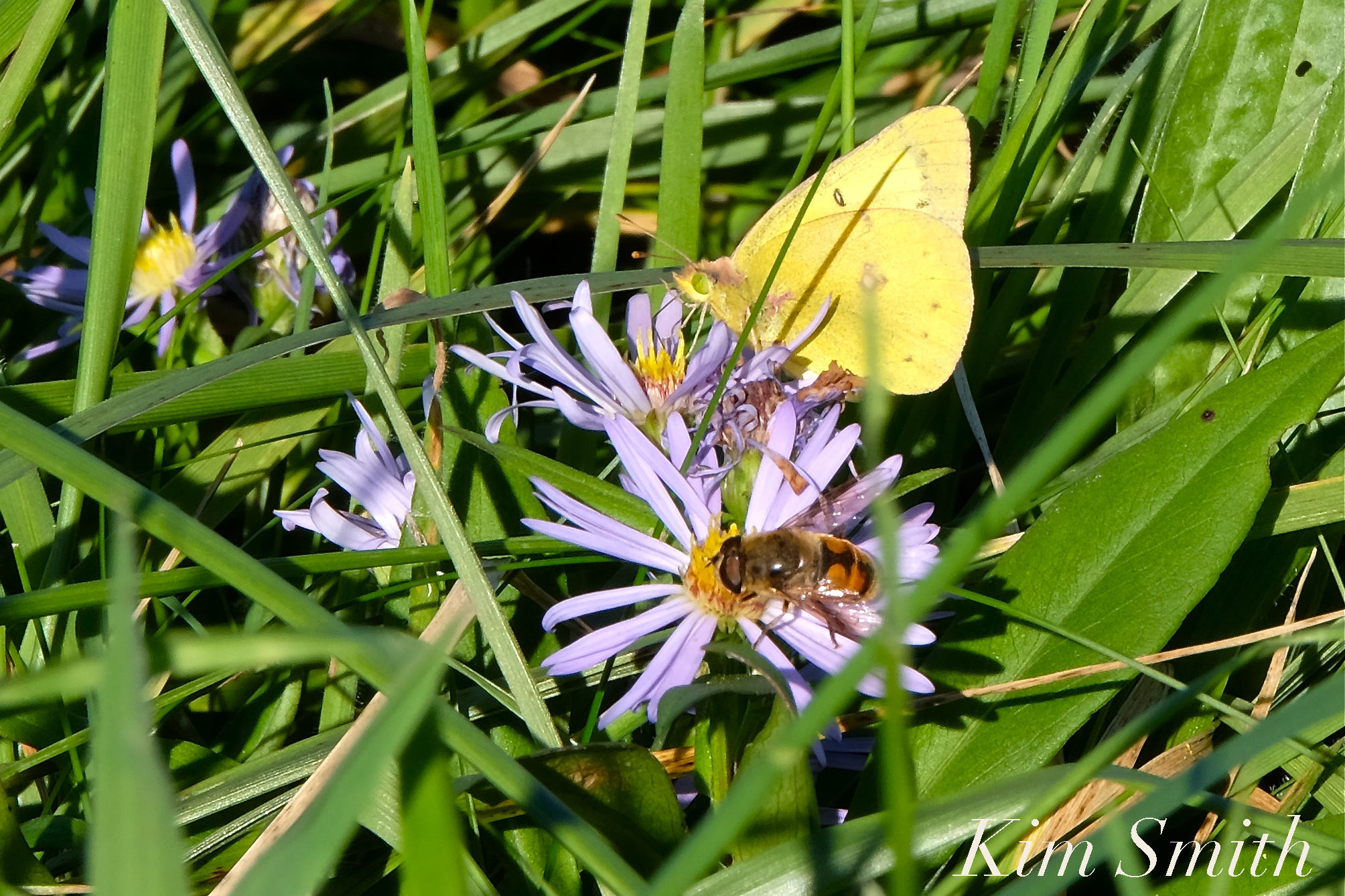 Allen’s Pond Clouded Sulphur Bee Purplestemed Aster Westport MA