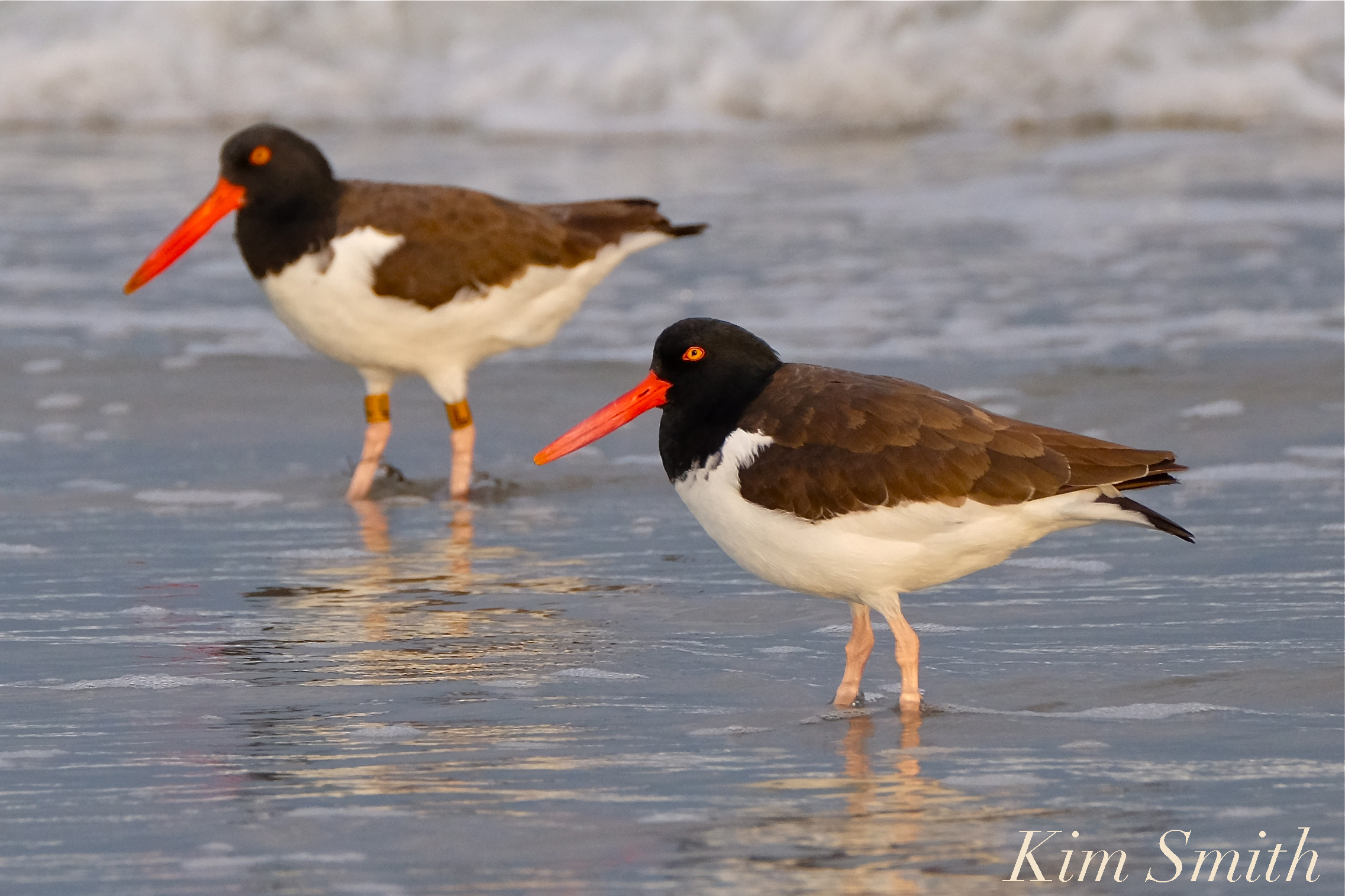 American Oystercatchers Stone Harbor Point New Jersey 3 copyright Kim