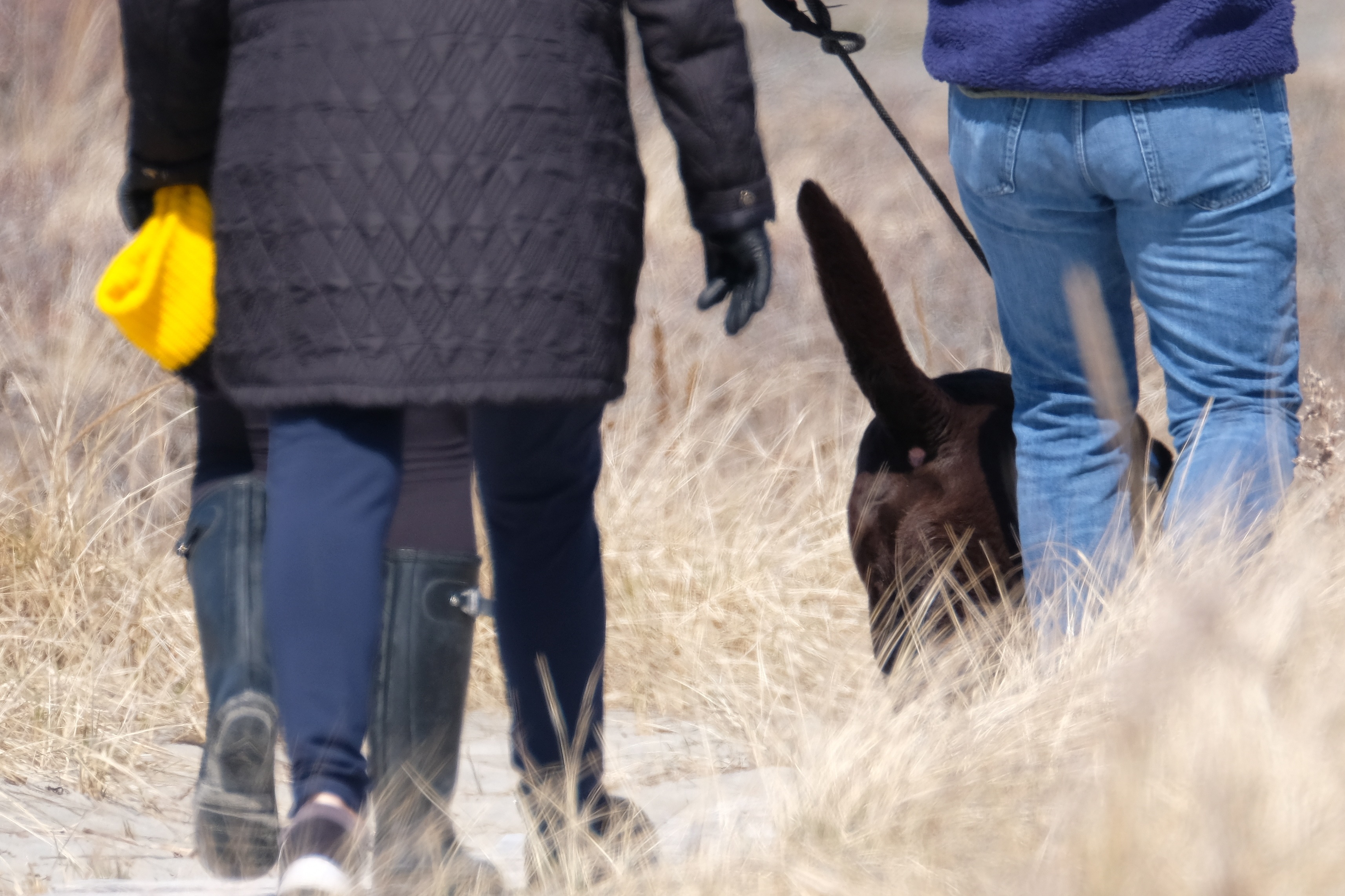 Dog Disturbance Good Harbor Beach Gloucester 4619 c Kim Smith 02 Kim Smith Films