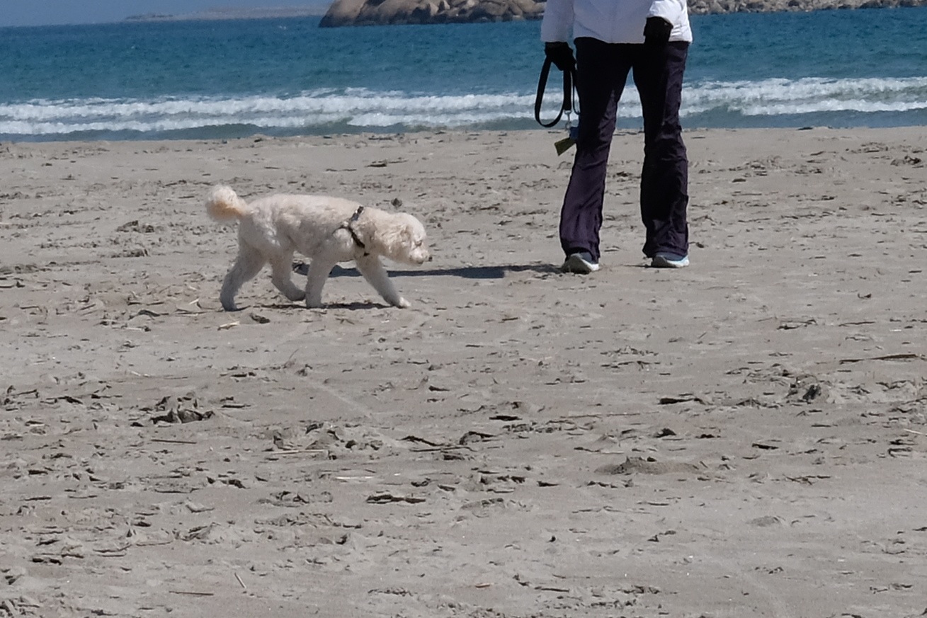Dog Disturbance Good Harbor Beach Gloucester 4619 c Kim Smith 15 Kim Smith Films