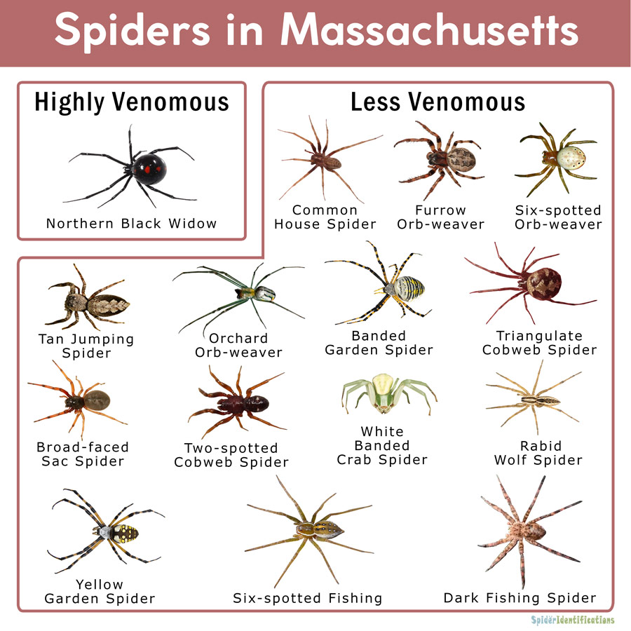 Spiders-in-Massachusetts-Identification-Chart | Kim Smith Films