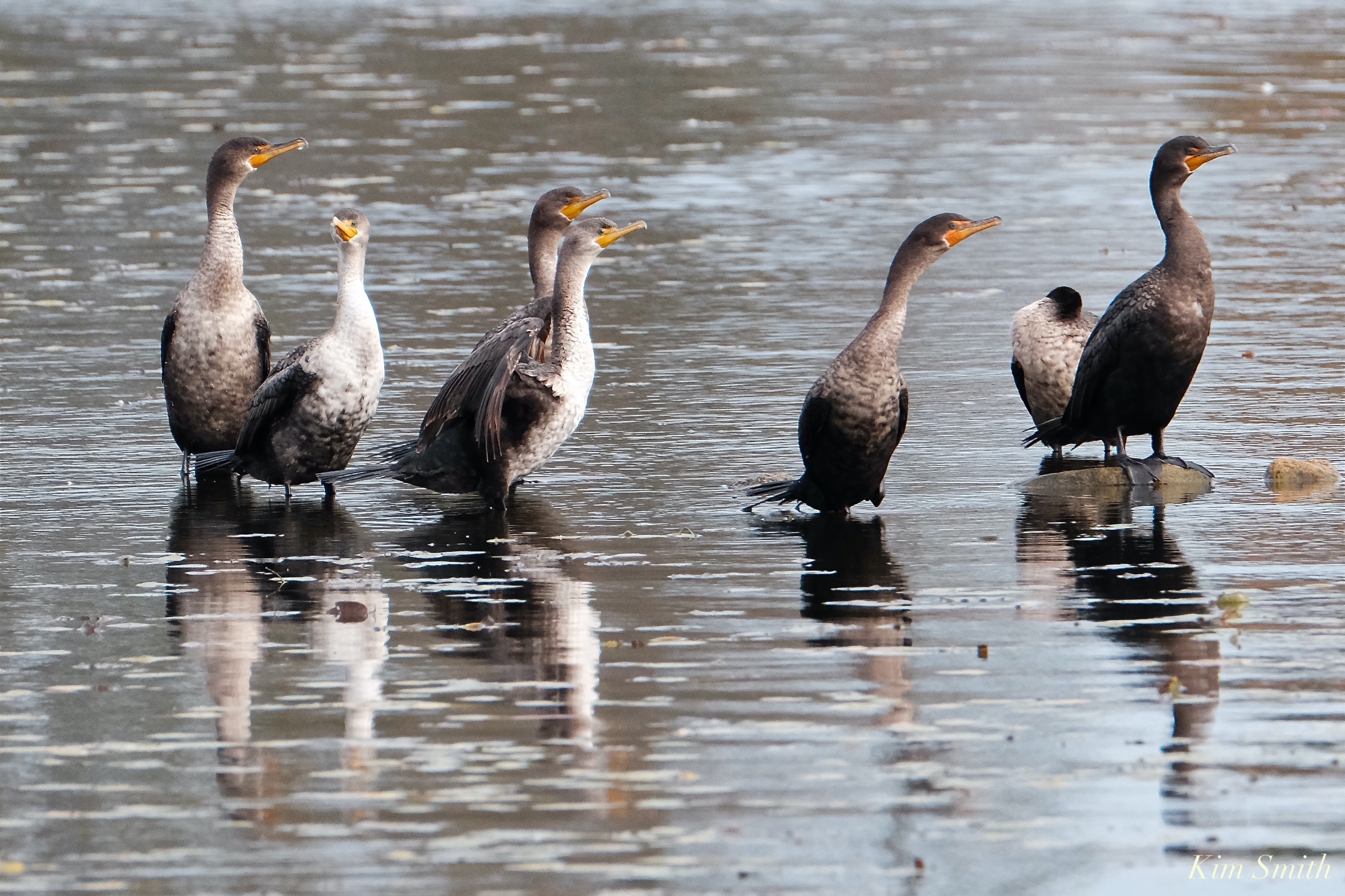 Doublecrested Cormorant Massachusetts copyright Kim Smith 30 of 56