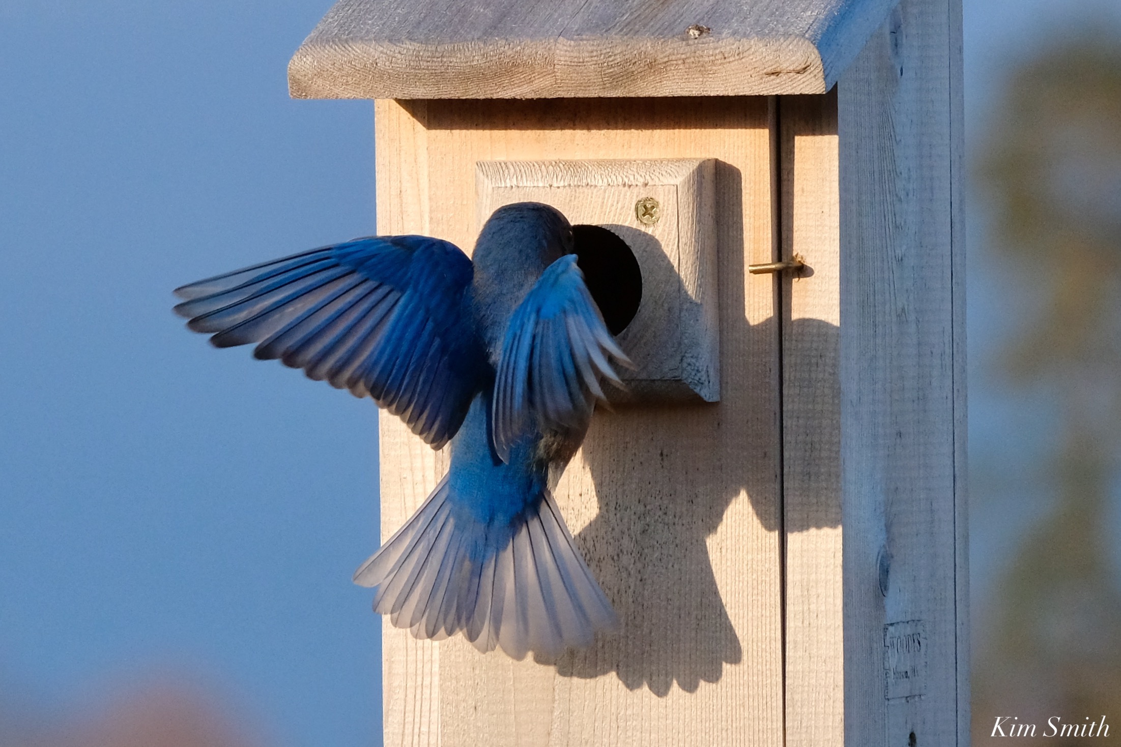 Bluebird Lovebirds Male Female Essex County copyright Kim Smith – 9 of ...