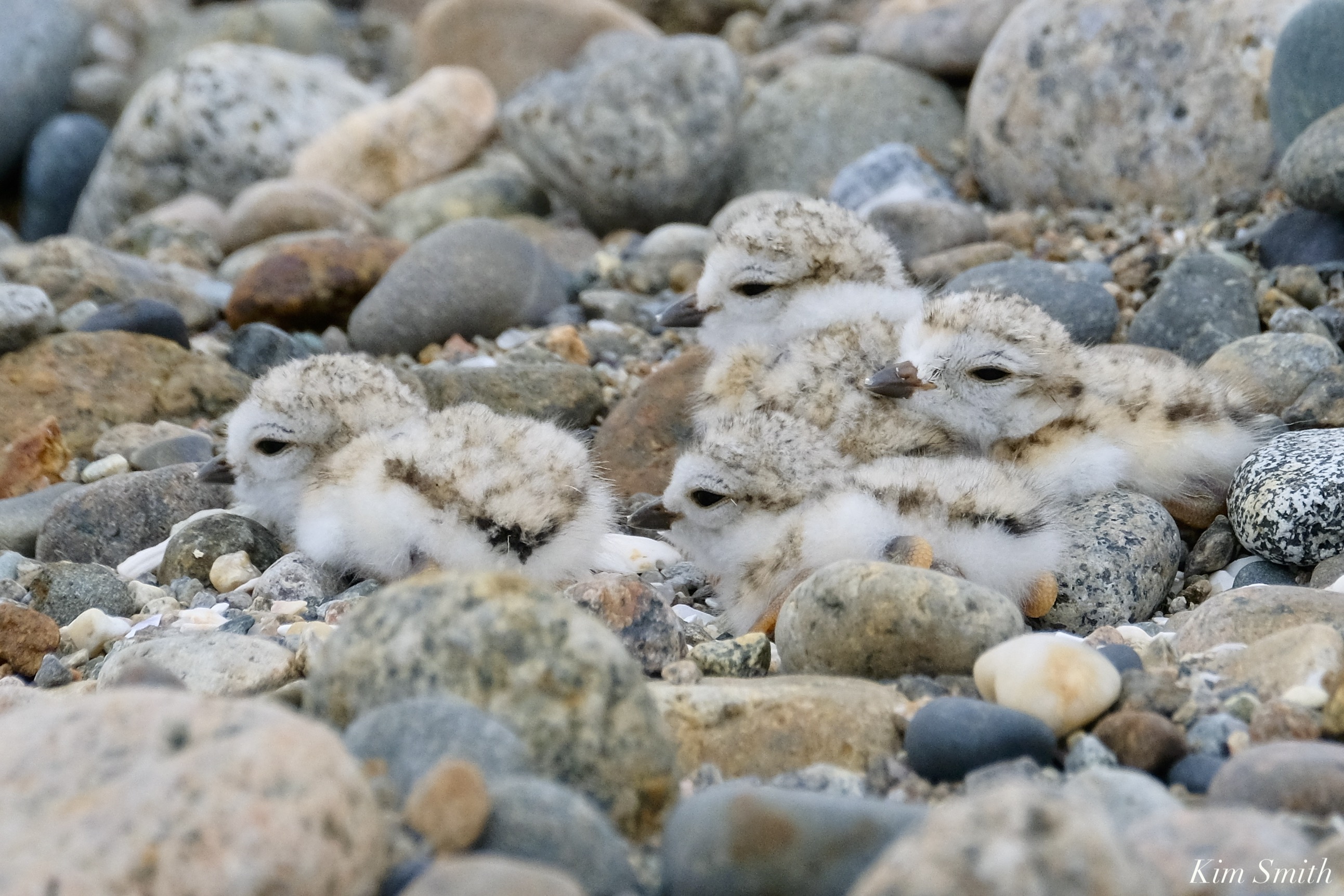 Piping Plovers in the Popples 4 chicks hours old Cape Hedge Essex